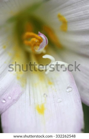 Extremem closeup of pink and white Crocus flower