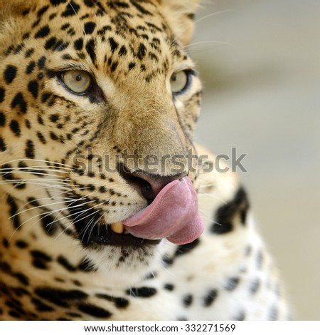 Leopard head and face in sticking out tongue action 