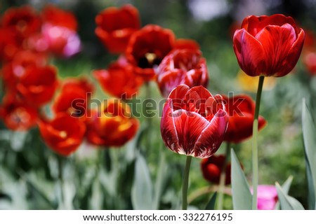 white and red tulips in the grass