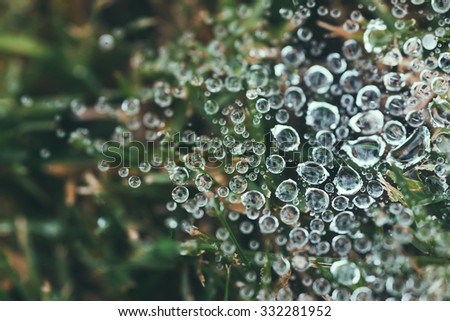 Rain water drops on spider web uncles with blurred background and film matte finish