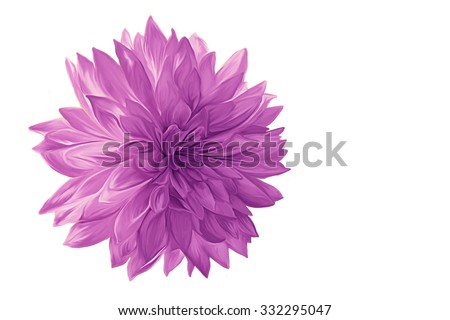 Drawing oil painting purple dahlia flower on white background