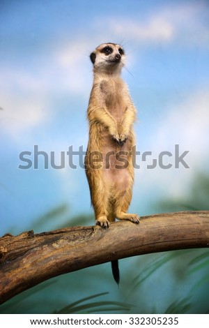 Funny meerkat