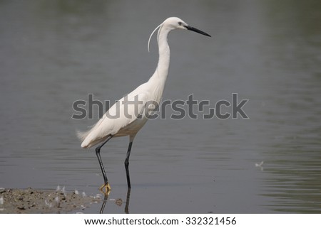 egret marsh bird