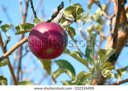 Ripe fresh apple on a tree branch