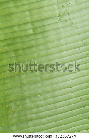 closeup of banana leaf texture