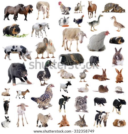 farm animals in front of white background Royalty-Free Stock Photo #332358749