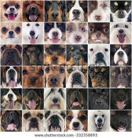 composite picture of purebred dogs and puppies
