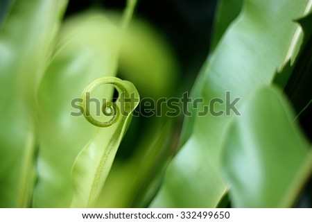 Green curly fern leaves background, selective focus