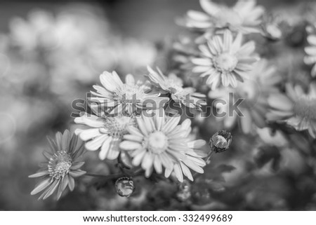 Background of many small flowers of chrysanthemum , black and white