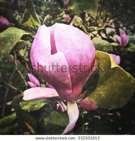 Pink Magnolia flower