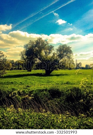 Tree in wetlands field with dramatic cloudy sky