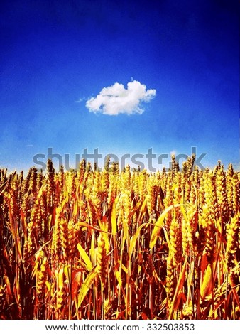 Wheat field and single cloud in blue sky
