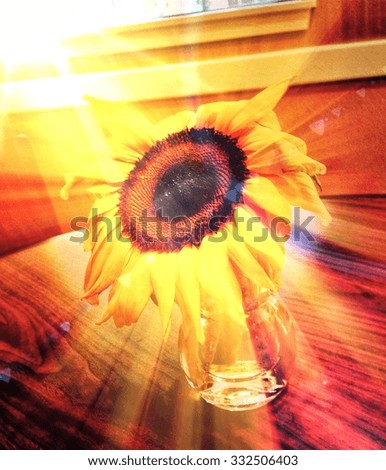 Sunlight On Sunflower