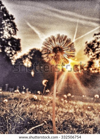 Dandelion seed head with trees in background at sunrise
