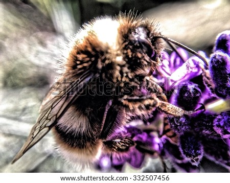 Close up of bee on lavender