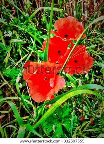 Four red poppies amongst the grass