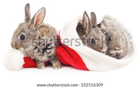 Three rabbits in a Christmas hat isolated on a white background.