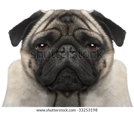Pug (4 years) in front of a white background
