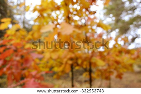 Autumn in the forest.Colorful autumn leaves.Abstract motion blurred trees in a forest.