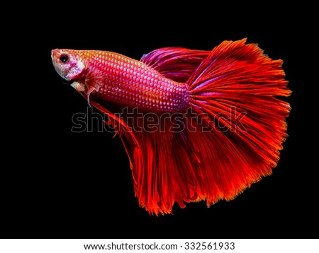 macro red  siam fighting fish are swimming on black background