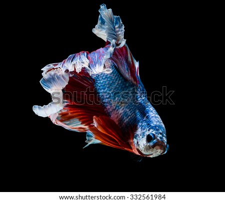 small  fighting fish on black background