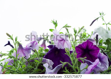 White-violet colored Petunia flowers covered with rain drops.