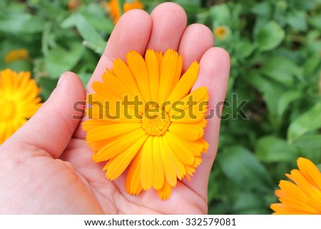 Calendula officinalis flower, marigold in hand