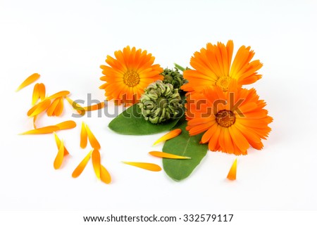 Calendula, marigold seeds on white background
