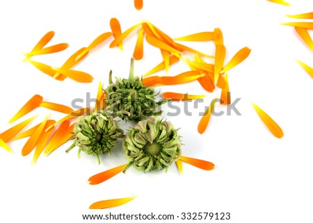 Calendula, marigold seeds on white background