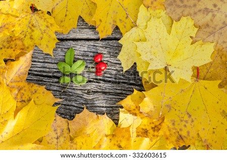 Autumn background: Yellow colored autumn maple leafs on wooden board with red dog-rose (rosa canina)