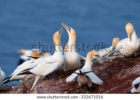 Northern gannet, morus bassanus