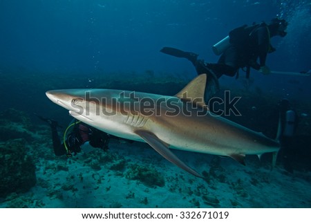 Caribbean reef shark, carcharhinus perezii