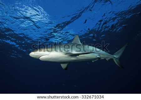 Caribbean reef shark, carcharhinus perezii