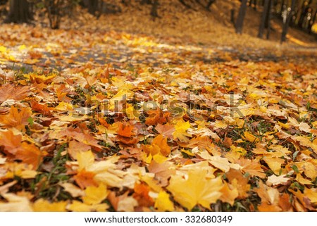 colorful foliage in autumn park