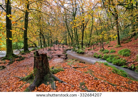 Beautiful Autumnal woodland at Golitha Falls on Bodmin Moor in Cornwall