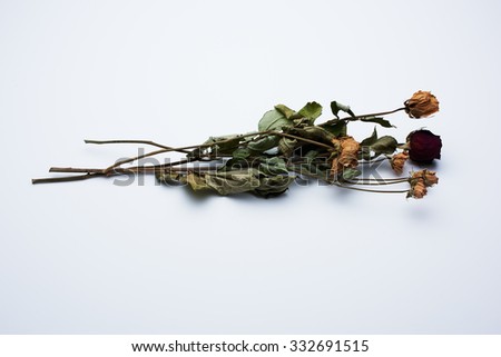 clean and beautiful dried roses