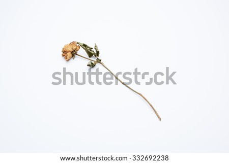 clean and beautiful dried roses