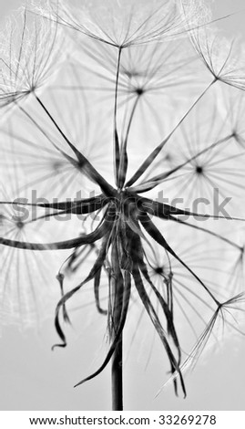 A photography of a dandelion black and white