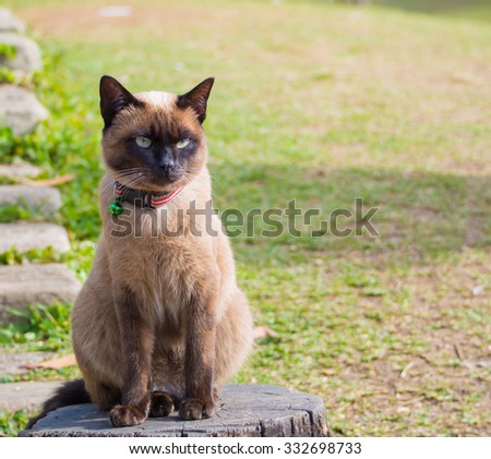 close up on Siamese cat named Moon Diamond or seal brown, also called Wichianmas on the blur background