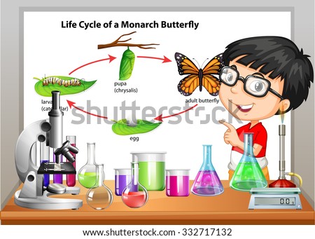 Boy presenting life cycle of butterfly illustration