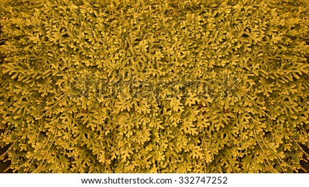 gold yellow moss background texture beautiful in nature