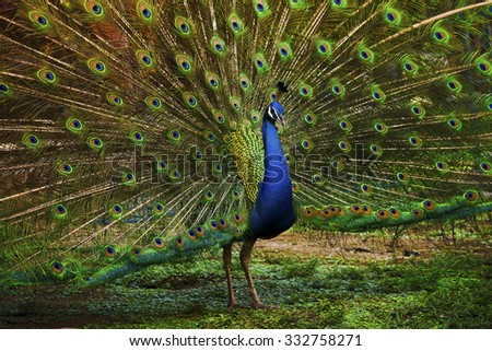 Indian peafowl, Blue peafowl, beautiful spectacular fan, portrait of beautiful peacock. Royalty-Free Stock Photo #332758271