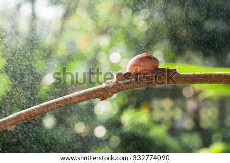 Snail on the branch of plant in raining on nature in the morning
