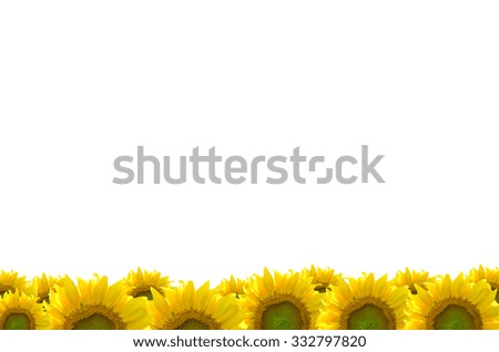 sunflower frame picture