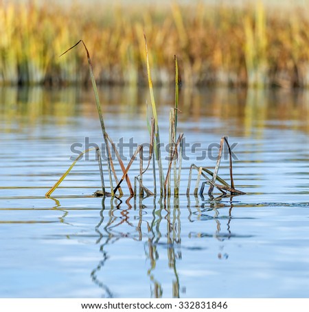 River with reed reflected in the Delta of the Volga River, Russia