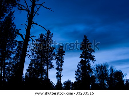 Cool blue tones of the sky as night arrives in the Kaibab National Forest, Arizona, USA.