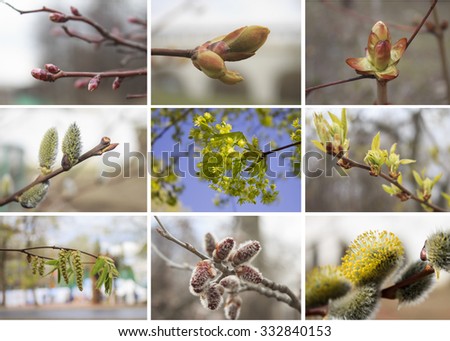 Blossoming buds of different trees