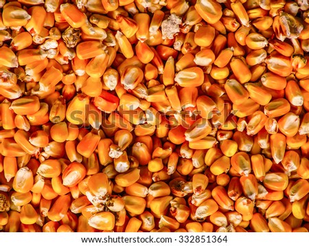  Autumn harvest of grains of corn, Selective focus, Shallow DOF
