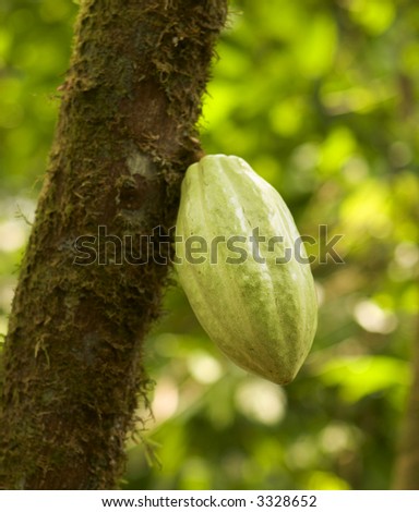 A pod of cacao beans on a tree in a Costa Rican plantation. The beans from this pod will be turned into chocolate. This pod was about 8 inches or 20 cm long. Royalty-Free Stock Photo #3328652