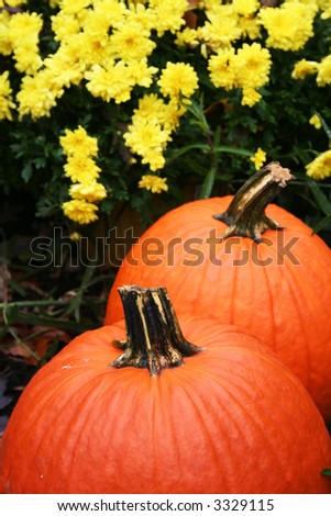 Pair of pumpkins sitting in the garden with mums